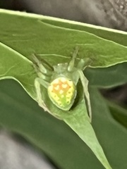 Araneus cingulatus