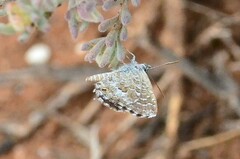 Theclinesthes serpentata