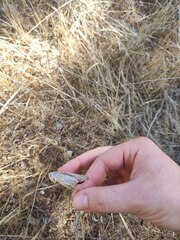 Platycleis intermedia