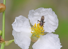 Chalcosyrphus metallicus