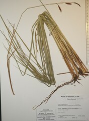 Carex barrattii