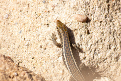 Zonosaurus laticaudatus