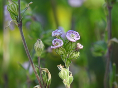 Silene apetala