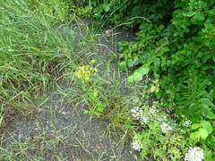 Pastinaca sativa sylvestris