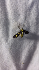 Phoenicoprocta hampsonii