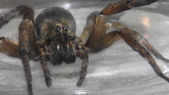 Tigrosa helluo