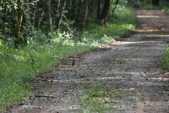Pitta moluccensis