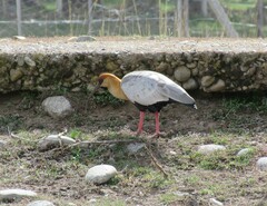 Theristicus melanopis