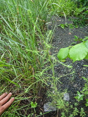 Salsola collina