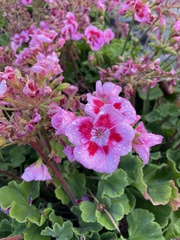 Pelargonium