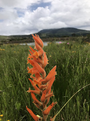 Dichromanthus aurantiacus