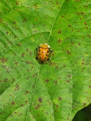 Aspidimorpha miliaris