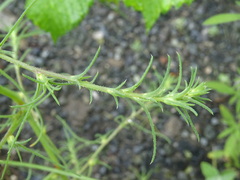 Salsola collina