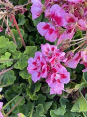 Pelargonium