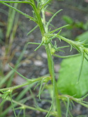Salsola collina