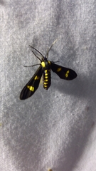 Phoenicoprocta hampsonii