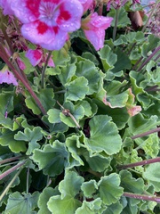 Pelargonium