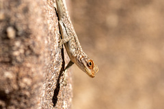 Oplurus quadrimaculatus