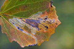 Phyllocnistis populiella