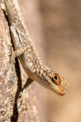 Oplurus quadrimaculatus