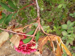 Sorbus sitchensis