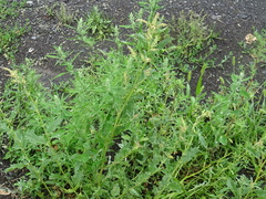 Atriplex tatarica