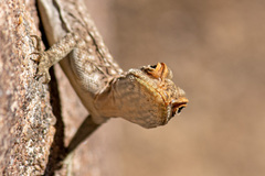 Oplurus quadrimaculatus