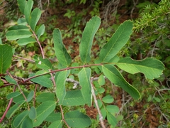 Sorbus sitchensis