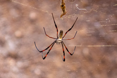 Trichonephila inaurata