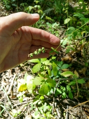 Agrimonia rostellata