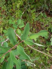 Sorbus sitchensis