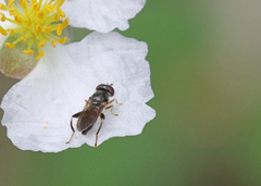 Chalcosyrphus metallicus
