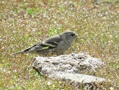 Spinus barbatus