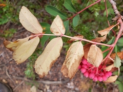 Sorbus sitchensis