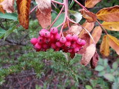 Sorbus sitchensis