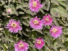 Carpobrotus mellei