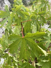 Acer heldreichii