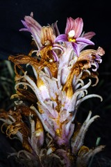 Aphyllon corymbosum