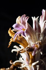 Aphyllon corymbosum