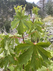 Acer heldreichii