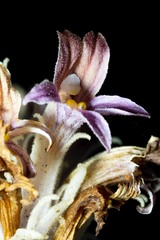 Aphyllon corymbosum