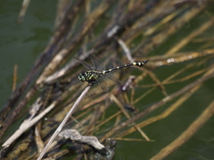 Ictinogomphus rapax
