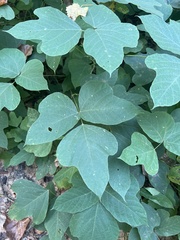 Pueraria montana