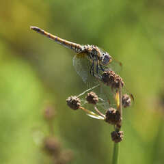 Trithemis annulata
