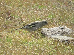 Spinus barbatus