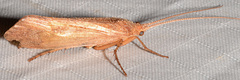 Limnephilus indivisus
