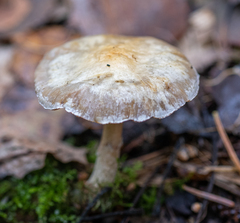 Meottomyces dissimulans