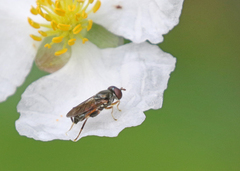 Chalcosyrphus metallicus