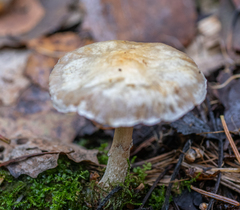 Meottomyces dissimulans