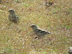 Spinus barbatus